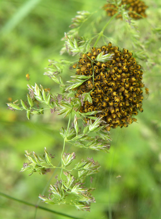 Araneus sp.